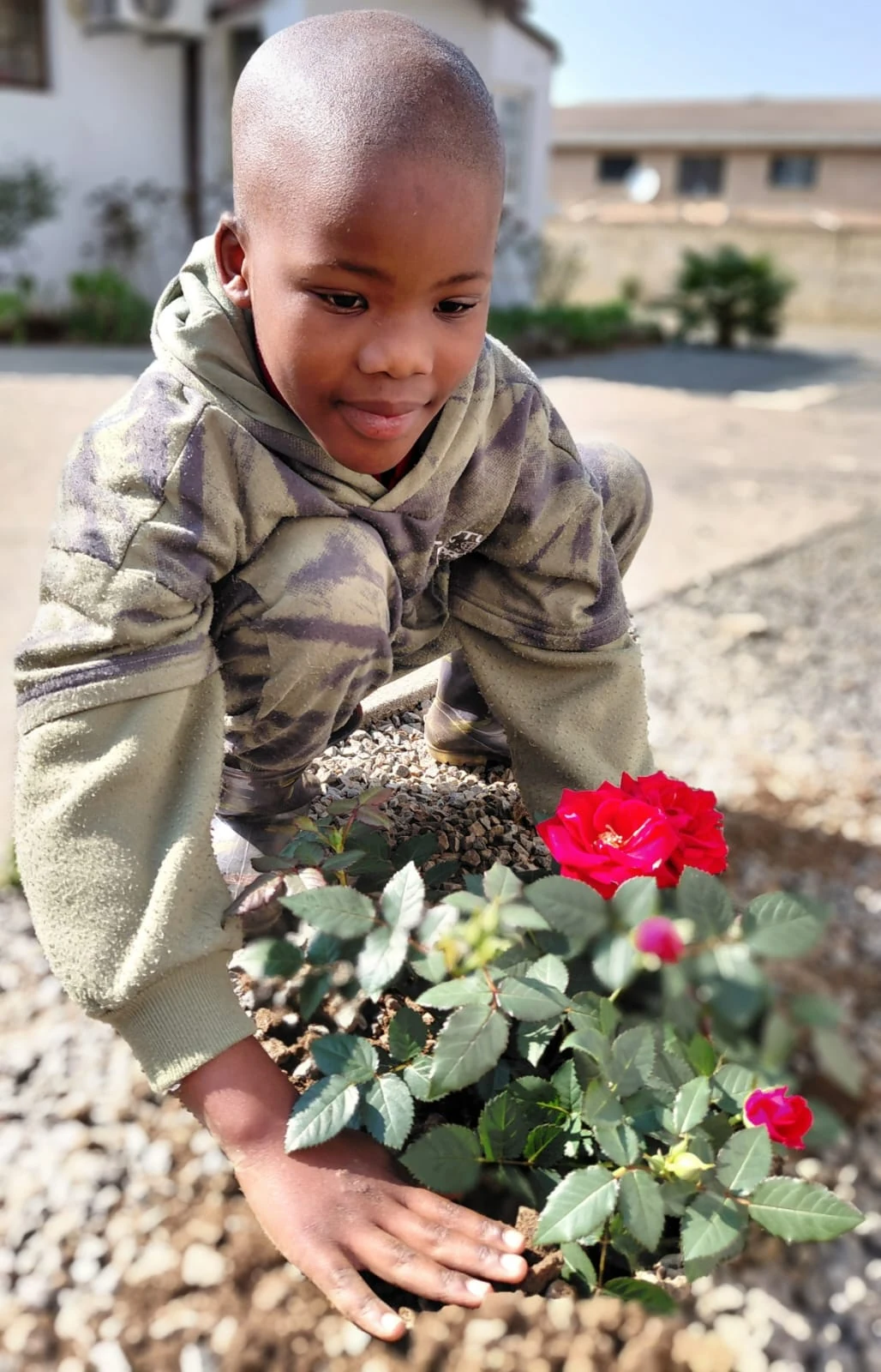 A JENS learner kneeling on the gravel and pressing soil around a newly planted red rose bush