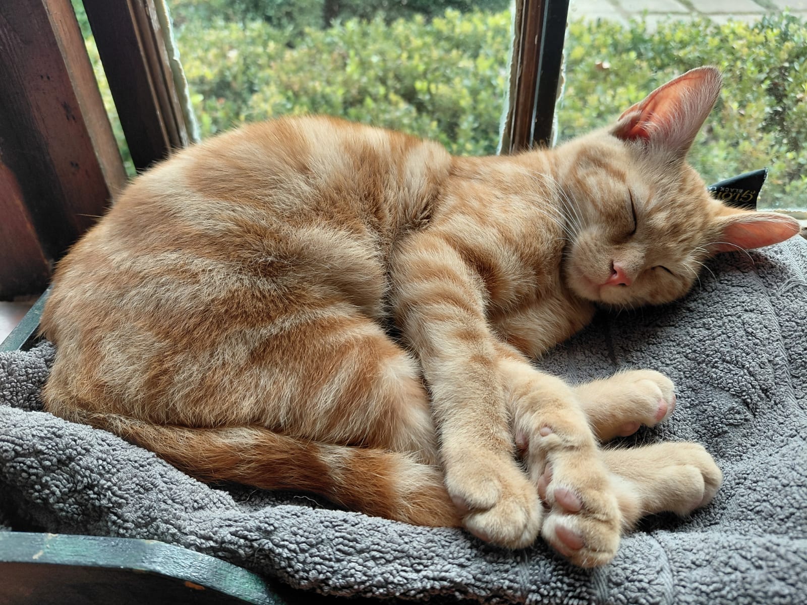 Ginjy-bear, the ginger JENS school cat, curled up asleep on a grey blanket beside a sunny window